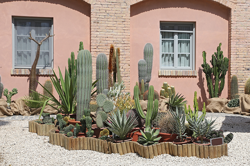 Photo of cactus garden on the side of desert home