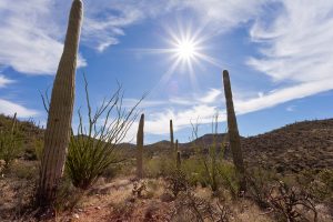 Desert landscape with saguaro cactus with clouds and sun rays