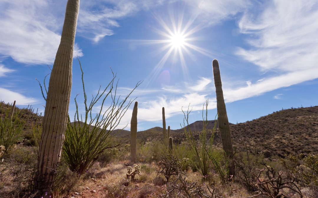 Hot sun over Saguaro NP near Tucson Arizona US