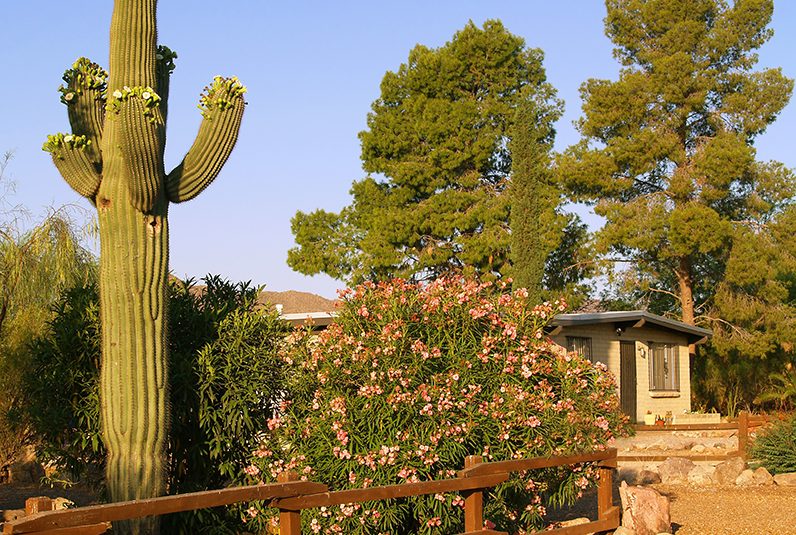 Photo of desert home with saguaro and landscaping