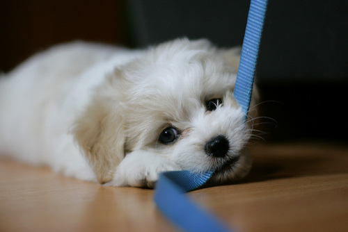 Puppy Chewing Leash
